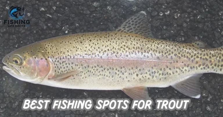 Fish for Trout: A close-up of a fishing rod held by an angler, casting a line into a clear river. The water sparkles under sunlight, with lush greenery lining the riverbanks.