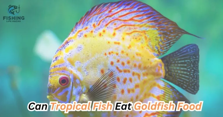 Can Tropical Fish Eat Goldfish Food? A close-up image of various colorful tropical fish, such as neon tetras, guppies, and angelfish, swimming in a freshwater aquarium.