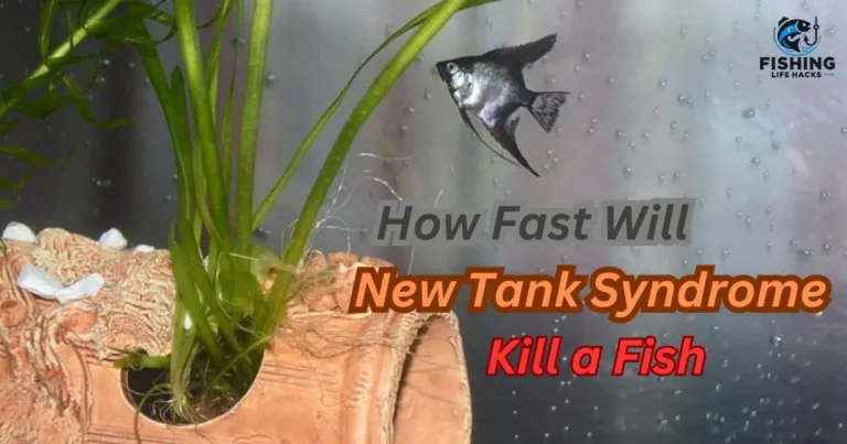 How Fast Will New Tank Syndrome Kill a Fish? A detailed look at the causes, symptoms, and timeline of new tank syndrome.