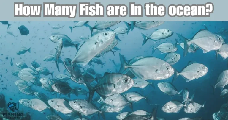 How many fish are in the ocean? A deep blue ocean scene filled with countless colorful fish of various sizes swimming in schools.