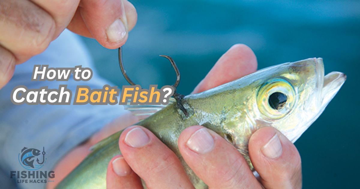 How to Catch Bait Fish? An angler using a cast net near the shoreline at sunrise, targeting small bait fish swimming close to the water's surface.