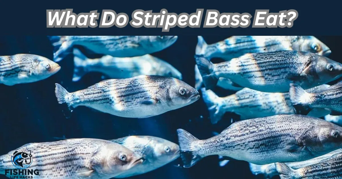 What Do Striped Bass Eat? Striped bass primarily consume small fish like herring, menhaden, and anchovies, along with crustaceans such as shrimp and crabs, adapting their diet based on seasonal availability and habitat.