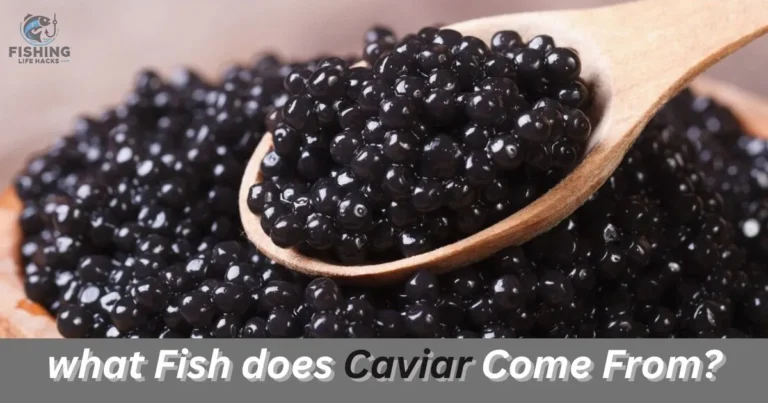 What Fish Does Caviar Come From? A close-up of several sturgeon fish swimming gracefully in clear water, showcasing their streamlined bodies. Sturgeon, particularly species like Beluga, Sevruga, and Osetra, are the primary sources of high-quality caviar.