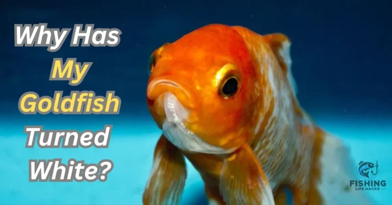 Reasons and common causes for Goldfish change color to white.