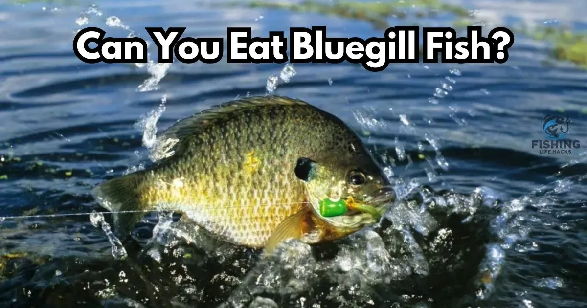 Can You Eat Bluegill Fish? complete guide