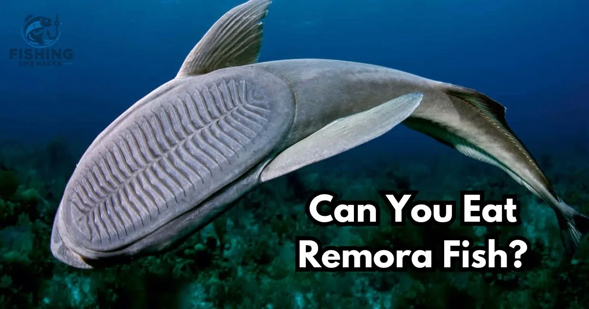 A complete guide to eating, thier diet and behaviour of remora fish