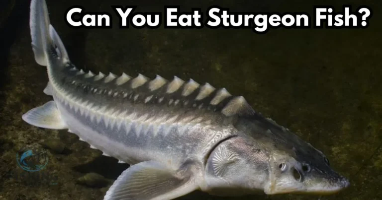 guide about sturgeon fish and its taste and nutritional benefits.