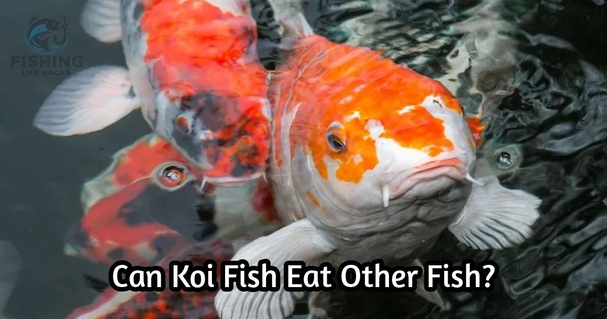 guide for koi fish what eat other fish and its habits