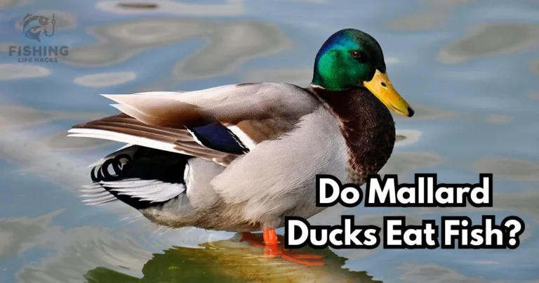 what mallard ducks eat? can they eat ish?