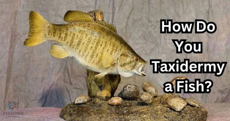 step by step guide on how to taxidermy a fish.