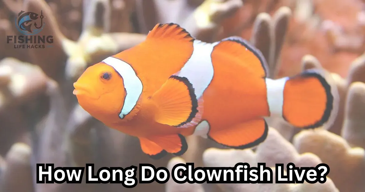 Lifespan of Clownfish and how long it live.