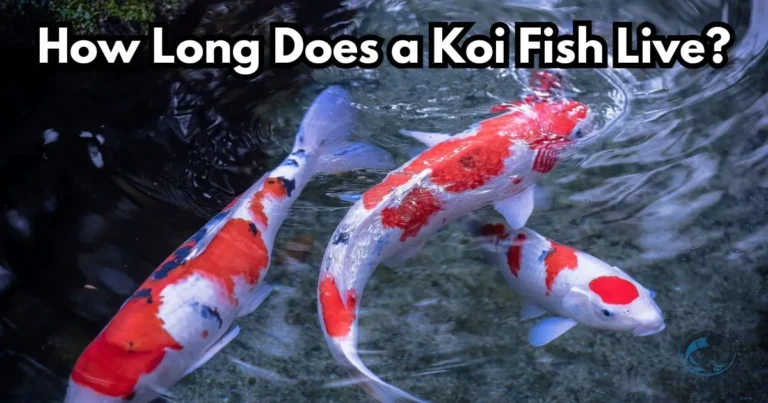 guide about lifespan of how long a koi fish live.