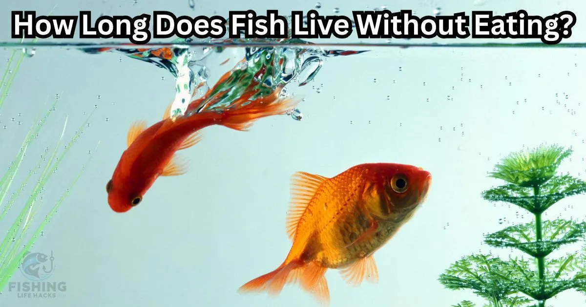 How Long Can a Fish Live Without Eating?