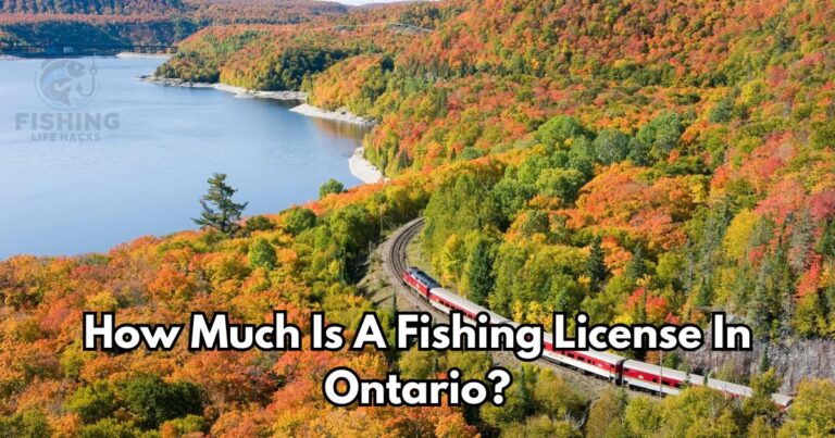 A detailed guide on how much is a fishing license in ontario?