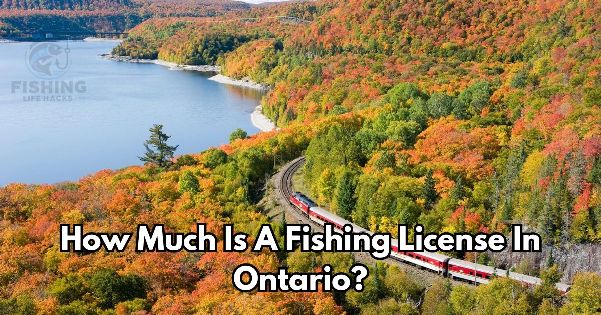 A detailed guide on how much is a fishing license in ontario?