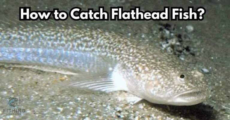 how to catch flathead fish with techniques & essential equipment to use.