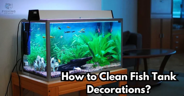 a guide for how to clean your fish tank decoration.