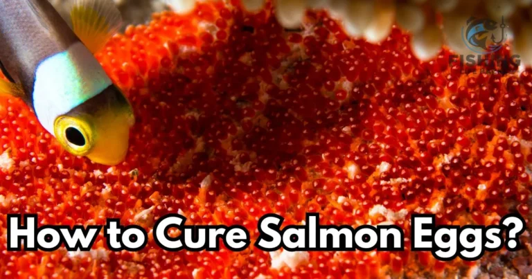 How to Cure Salmon Eggs? A Step-by-Step Guide