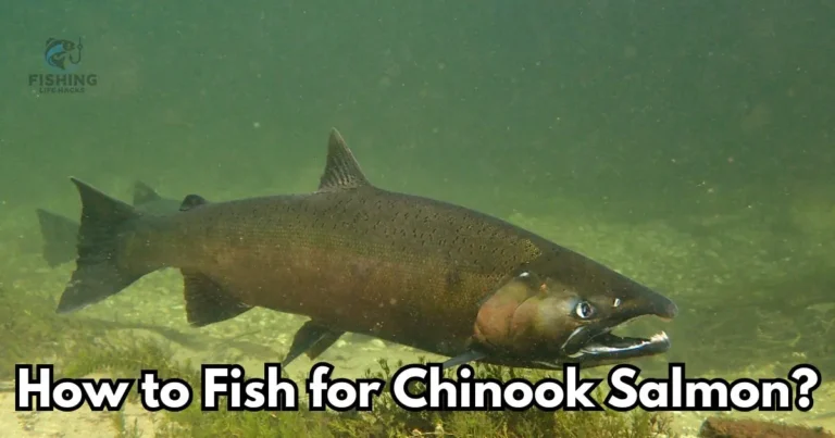 How to Fish for Chinook Salmon: A Complete Guide 2024