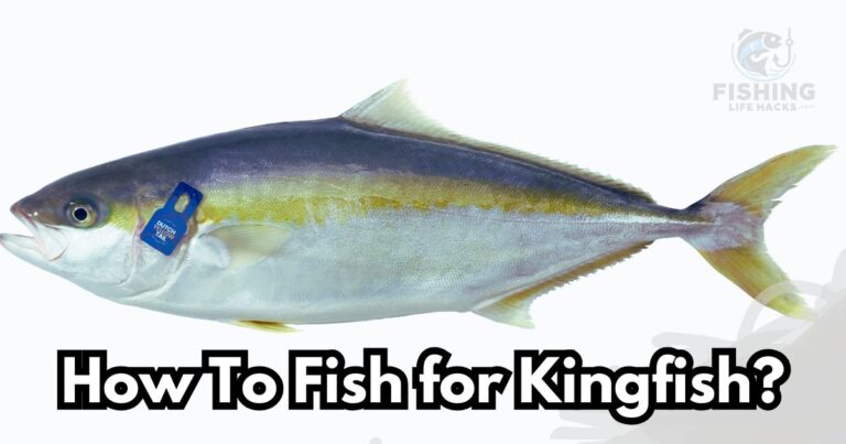 how to fish for kingfish with complete step by step guide.