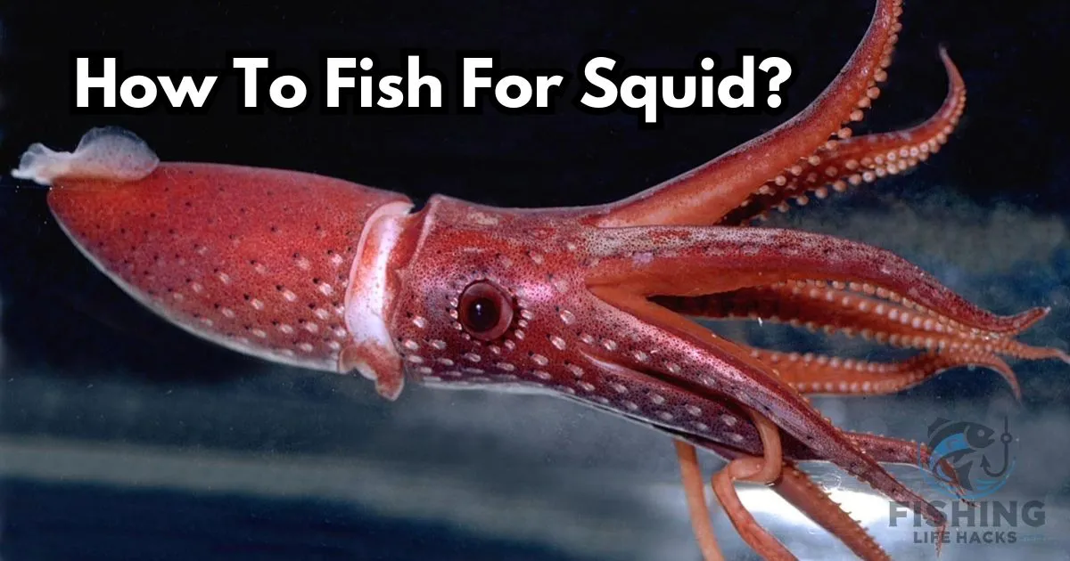 step by step guide on how to fish for squid?