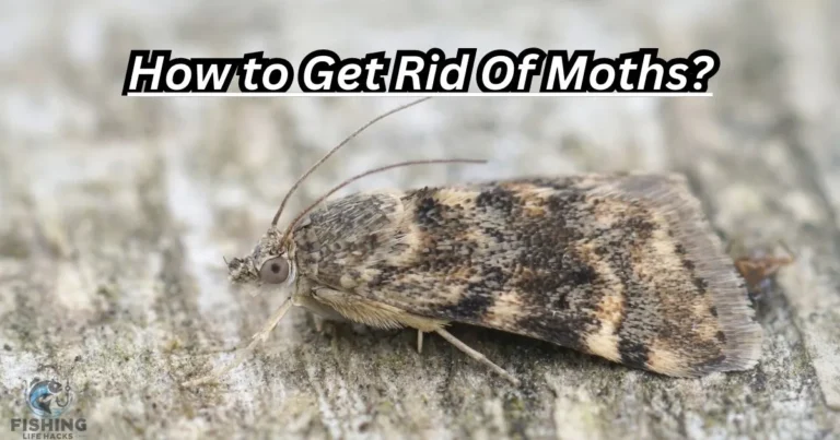 "How to Get Rid of Fish Moths: Effective Tips for Eliminating Fish Moths from Your Home.