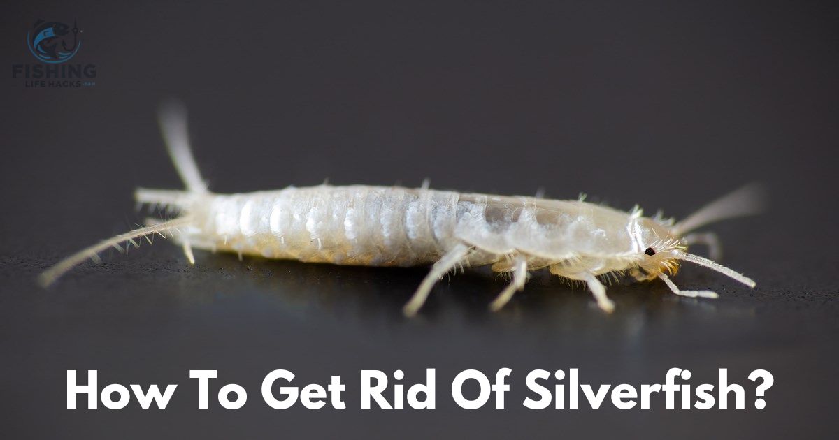 A complete guide for how to get rid of silverfish?