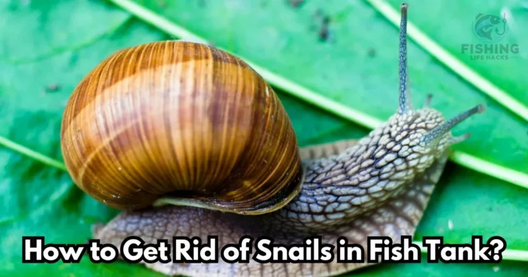 How to get rid of snails in fish tank is essential for maintaining a clean and balanced aquarium environment. It shows an aquascape with natural greenery and fish, the need for effective snail removal methods.