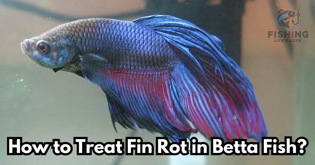 How to Treat Fin Rot in Betta Fish: A Complete Guide to Identifying Symptoms, Effective Treatment Options, and Preventive Care.