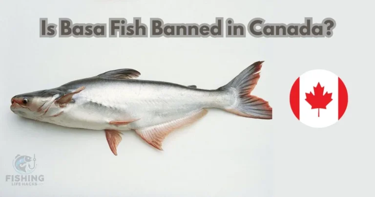 Is Basa Fish Banned in Canada?' The scene represents consumer curiosity about Basa fish regulations in Canada.