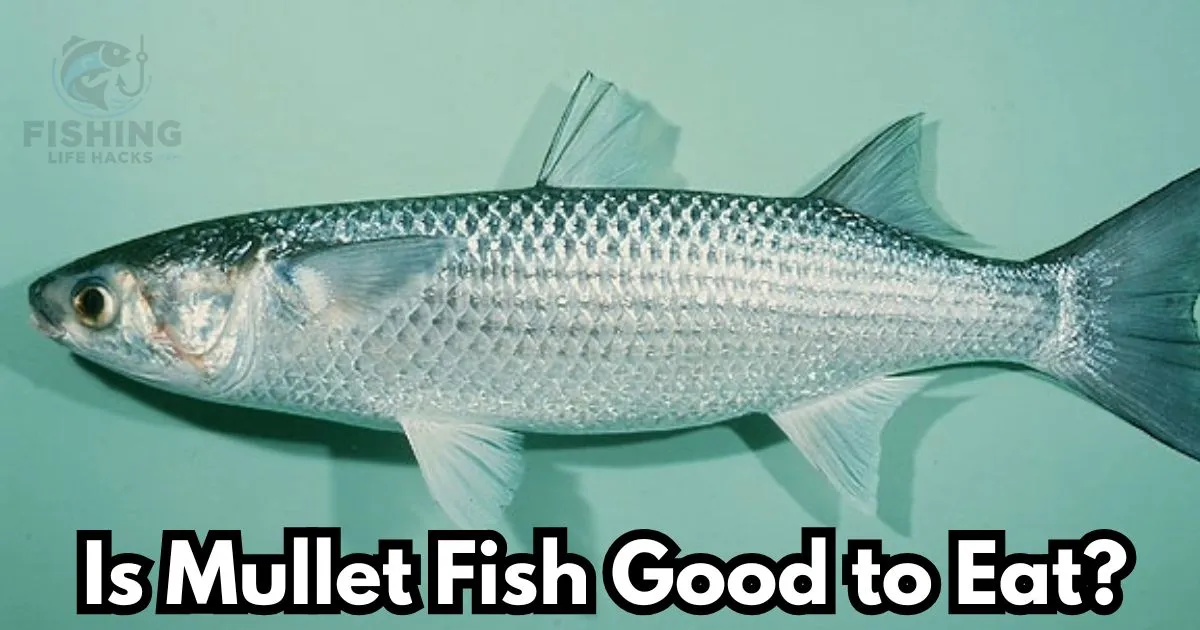 can you eat mullet fish is it safe to eat?