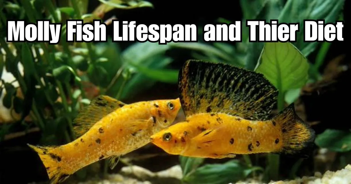 A complete guide to lifespan and dietry needs of molly fish