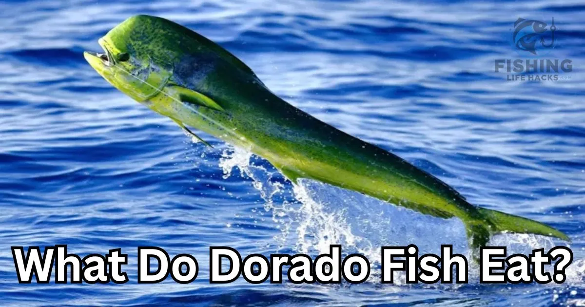 a detailed guide to diet of dorado fish.