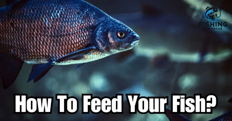 Tips and Tricks for Feed Your Fish