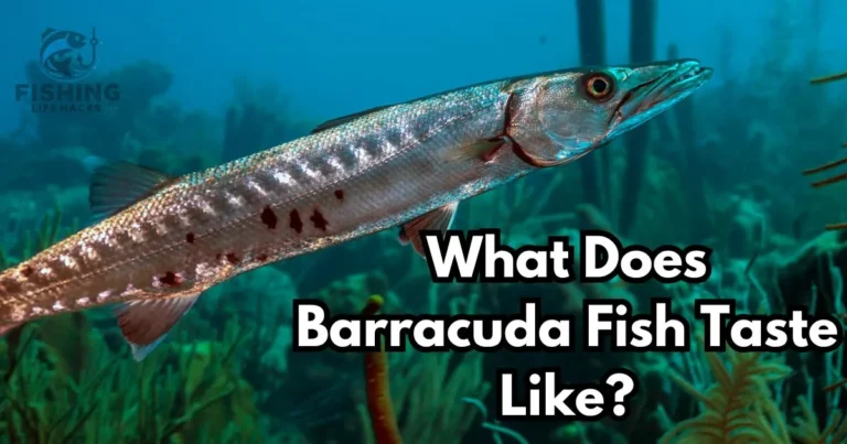 a guide on barracuda taste and how does it taste look like?