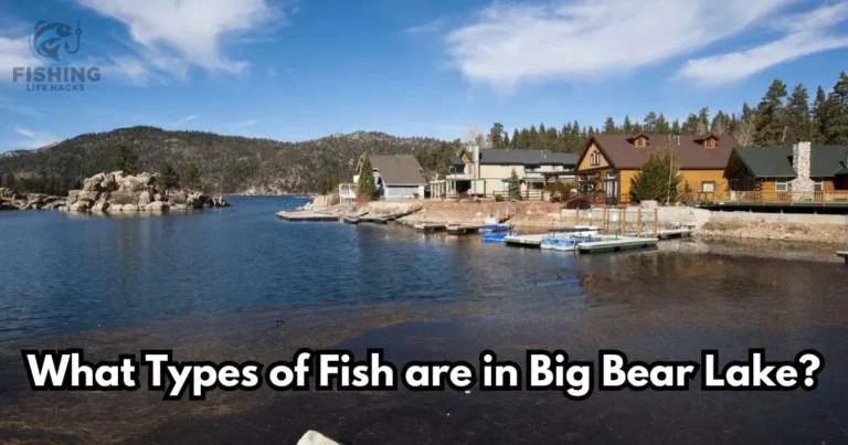 Big Bear Lake with clear blue waters surrounded by forested mountains; various fish species like rainbow trout, largemouth bass, bluegill, and channel catfish inhabit the lake, ideal for fishing enthusiasts year-round.