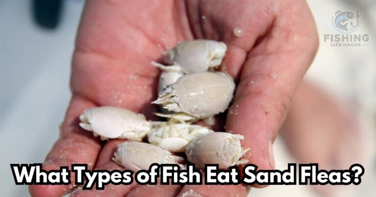 what fish and what types of species eat sand fleas?