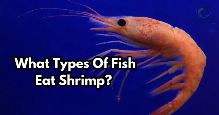 what fish eat shrimp in a natural underwater setting; a fish is about to consume a shrimp, highlighting a typical predator-prey interaction in a vibrant coral reef environment.