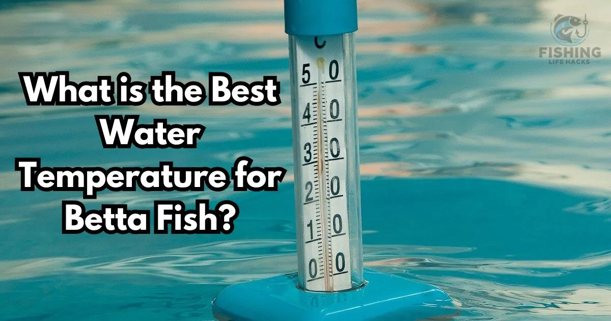 detailed guide on best Water Temperature for betta fish.