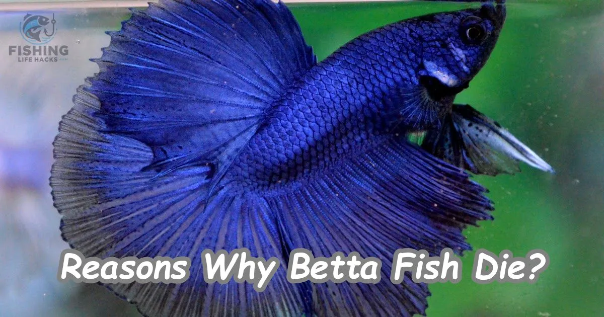 betta fish die at the bottom of a fish tank, showing faded colors and motionless fins, indicating possible signs of illness or poor water quality.