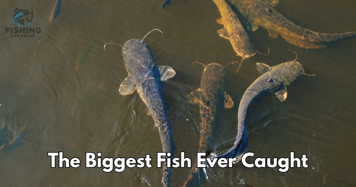 a complete guide on What is the Biggest Fish Ever Caught?