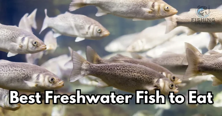 Discover the tastiest freshwater fish to grace your plate.