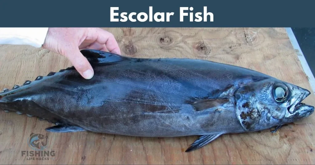 Discover the mysterious Escolar, a deep-sea fish with a unique flavor profile.