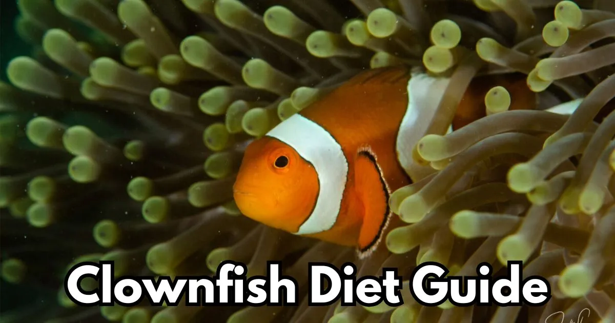 Clownfish Diet: Food Guide