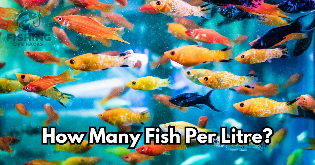 A detailed guide on How Many Fish Per Litre?