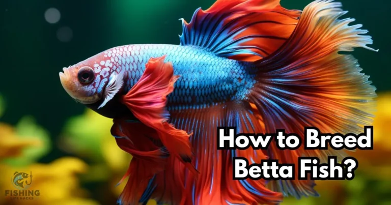 Step-by-Step Guide on Breeding Betta Fish.