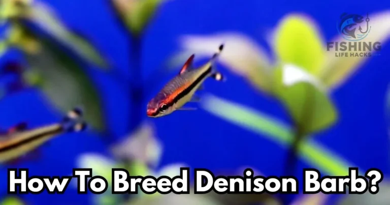 A detailed guide on Breeding Denison Barb