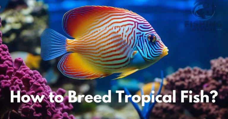 A complete guide on How to Breed Tropical Fish?