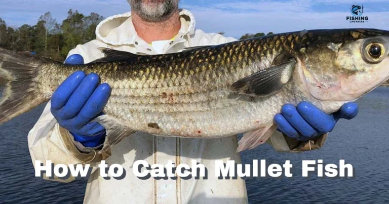 A Complete Guide to Catch Mullet Fishing Techniques