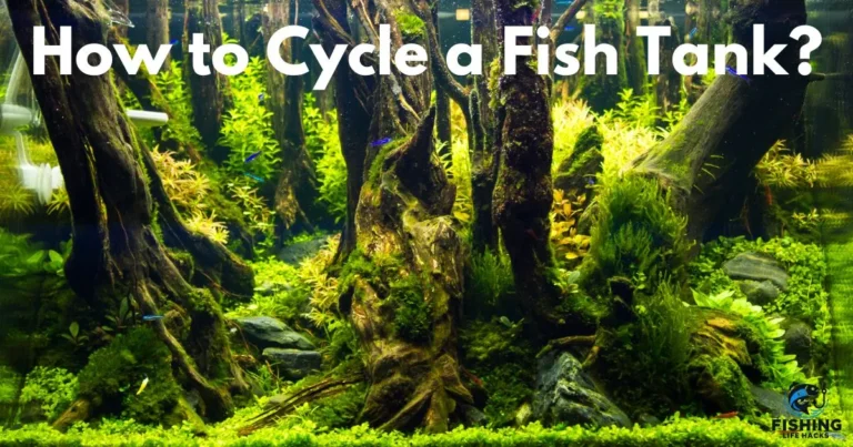 A detailed guide on How to Cycle a Fish Tank?